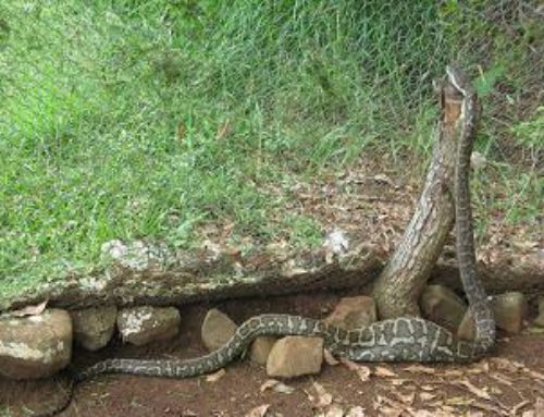 Python and Cath’s eggs