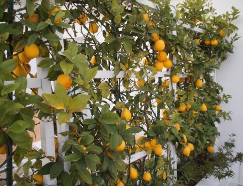 Lemons – the ‘Queen of fruits’ and the Zest of Life!  A winner in my kitchen