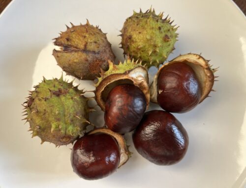 Autumn is Chestnut time!